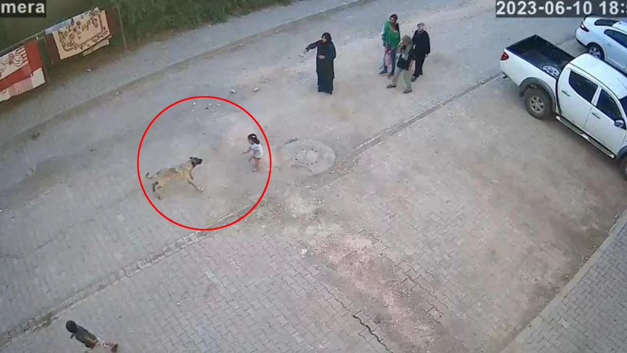 Sokak köpeği ailesinin yanında yürüyen çocuğa saldırdı! 