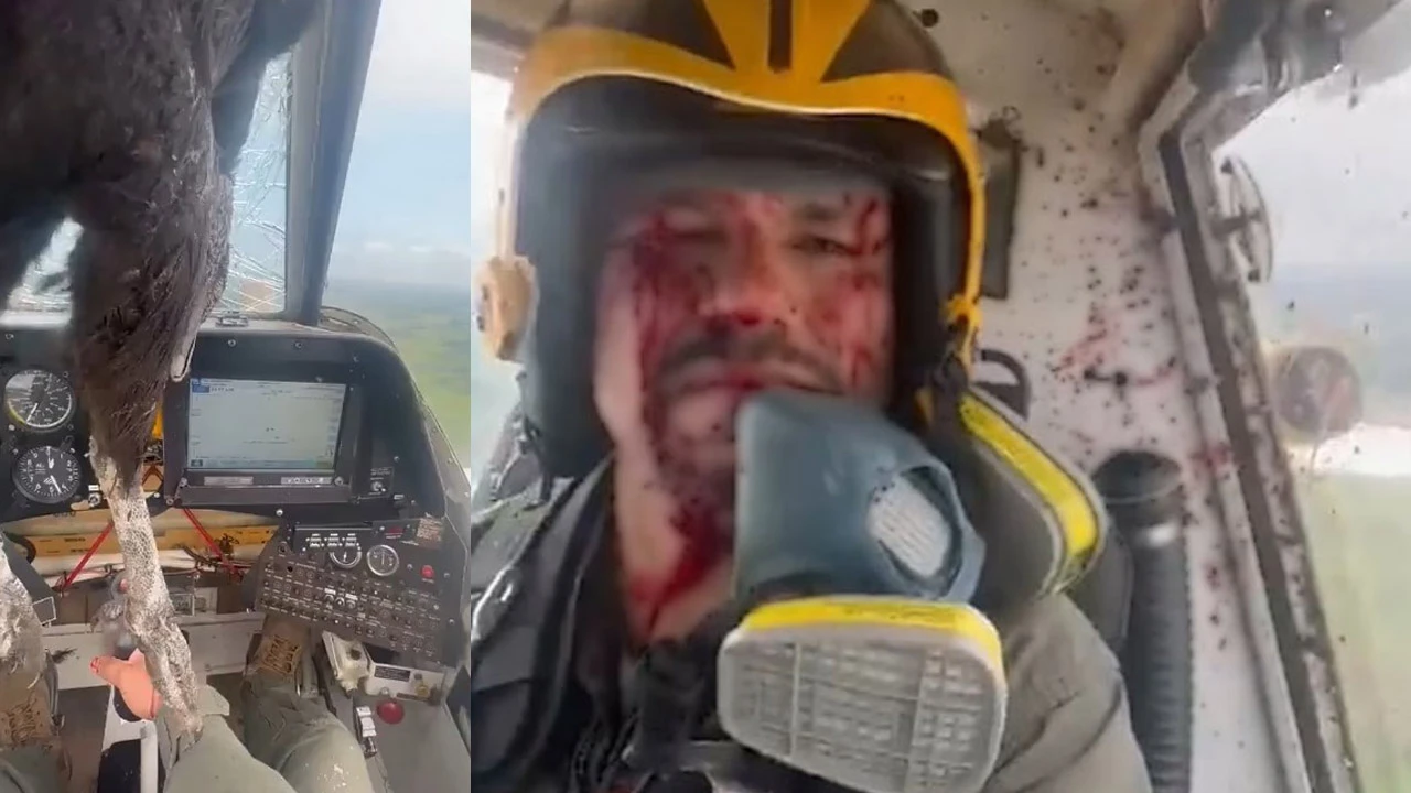 Kartal camdan kokpite girdi! Pilotun soğukkanlılıkla uçuşa devam etti