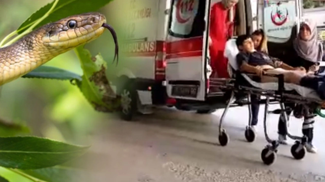 Oyun oynarken yılan ısırdı