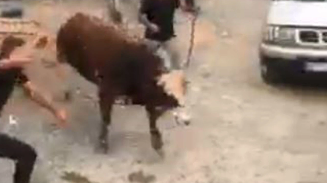Bayram başlamadan kaçtı! İpini koparan boğa kurban pazarını birbirine kattı!
