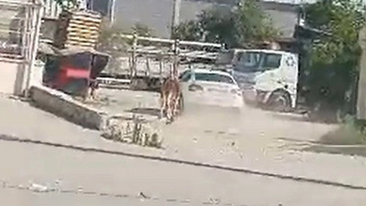 Kaçan kurbanlık ana yolda koşturdu!