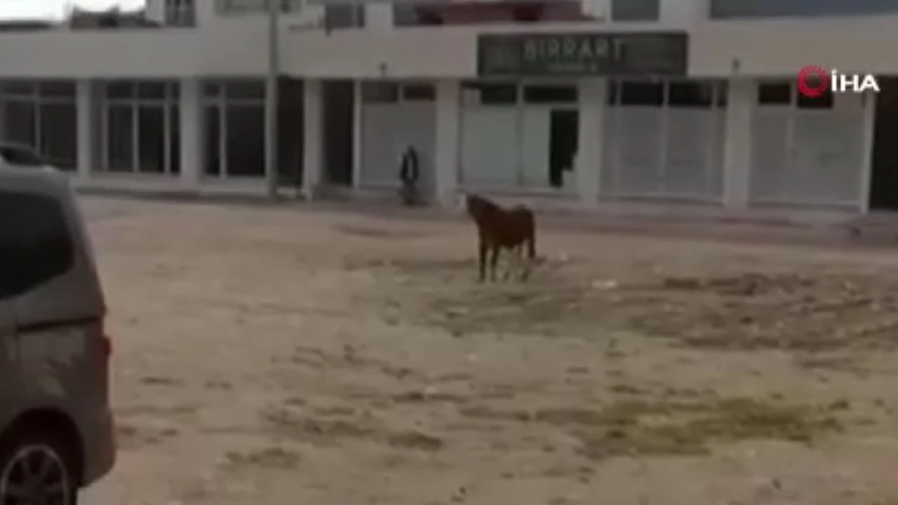 Bayram klasiği! Kaçan kurbanlık ortalığı karıştırdı…