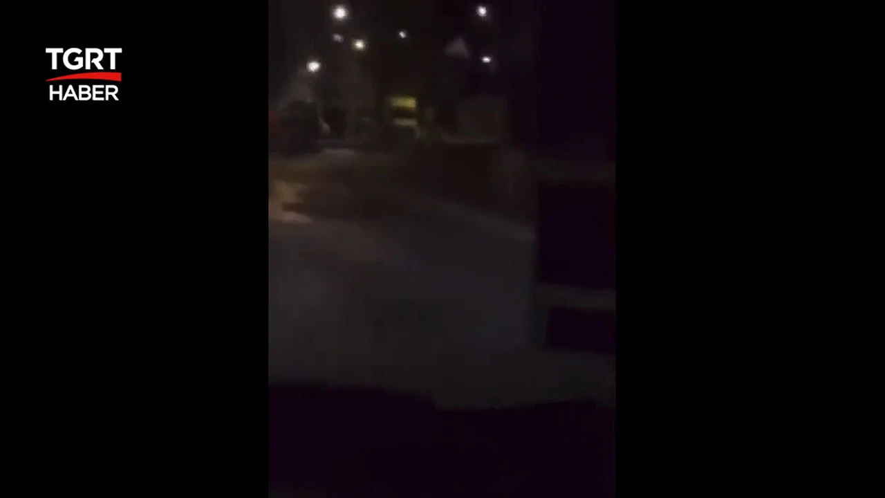 Fransa'da protestocular hayvanat bahçesinin kilidini söktü, aslanlar sokağa çıktı