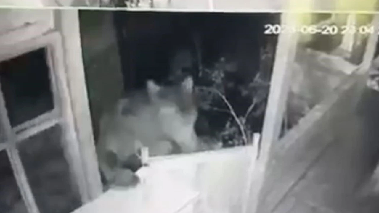 Aç kaldı, köy evinin kapısını zorladı! O anlar kamerada