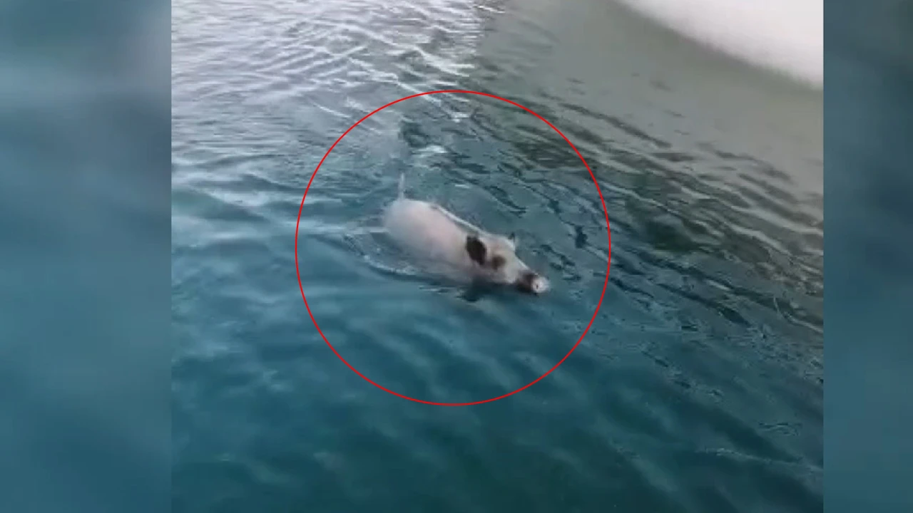 Denizde yüzen domuz şaşırttı! O anlar kamerada... Yangından kaçmış
