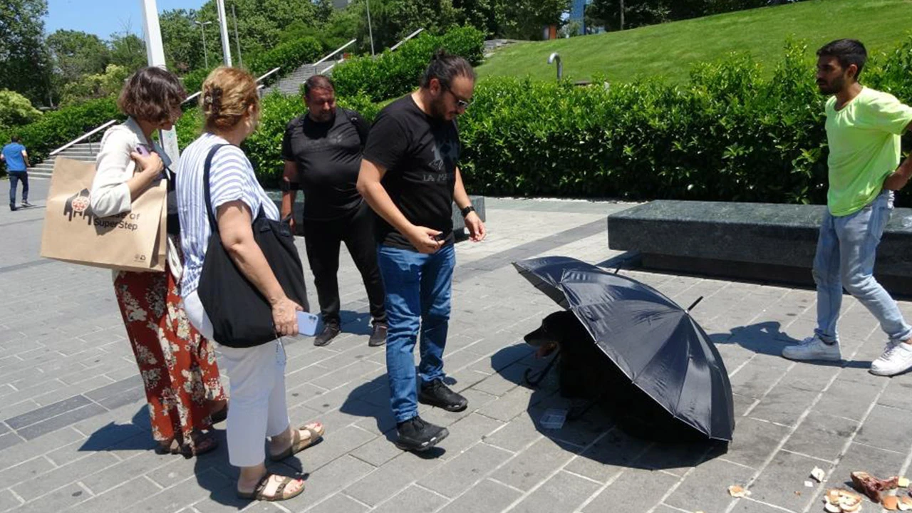 Taksim’de yaralı köpek için vatandaşlar seferber oldu