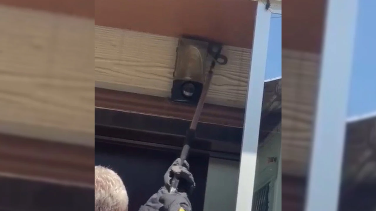 Binanın tavanında bulundu! 1 metre uzunluğundaki yılanı görenler şok oldu 