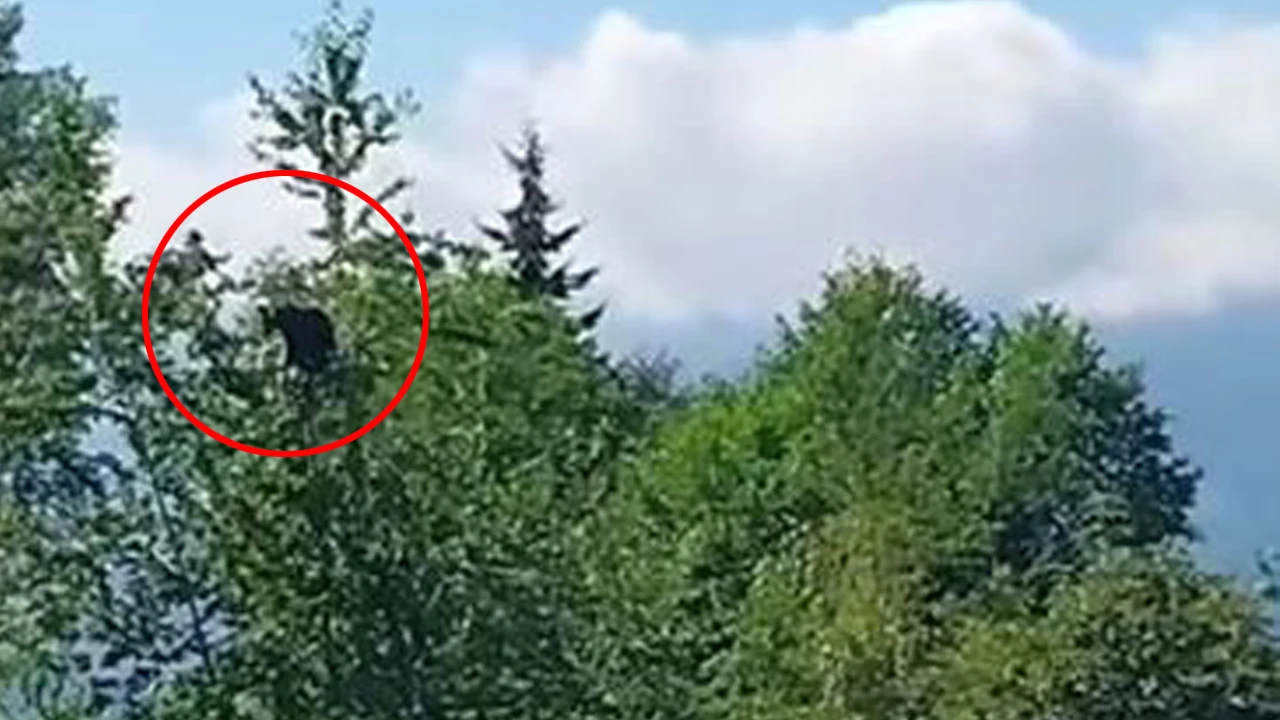 Ağaca çıkan ayıyı uyaran vatandaş gülümsetti! Eğlenceli anlar kamerada