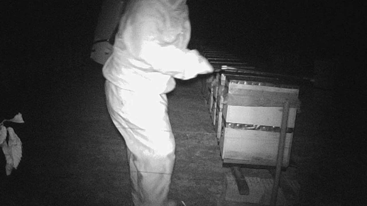 Binlerce arıyı ilaçla zehirlediler... Akılalmaz olay güvenlik kamerasında