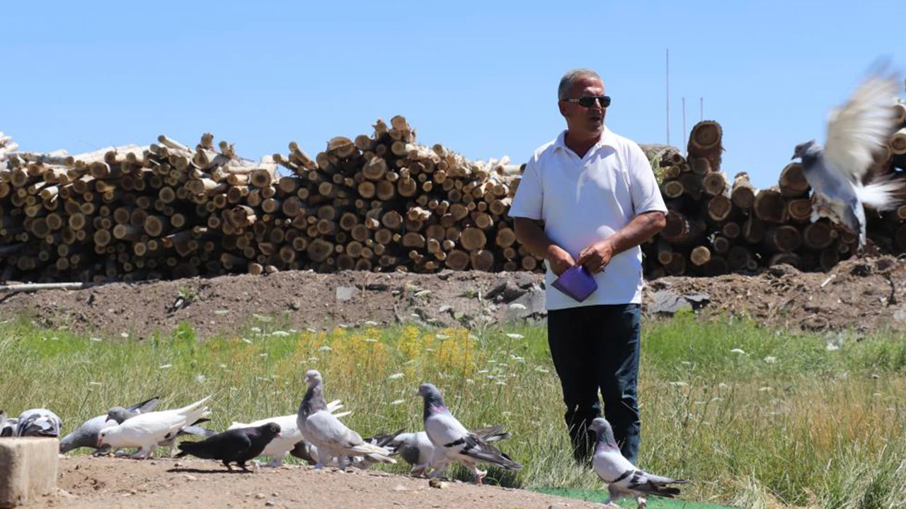 Korkunç fiyatlara satılıyor! Kangal köpeğinden sonra bu kez Sivas güvercini