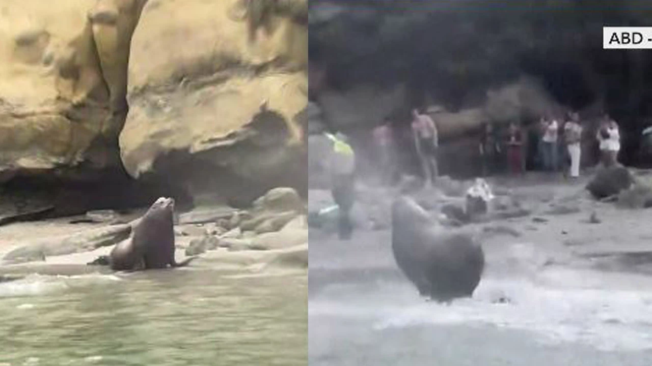 Deniz aslanlarının kavgası tatilcileri şoke etti! O anlar kamerada