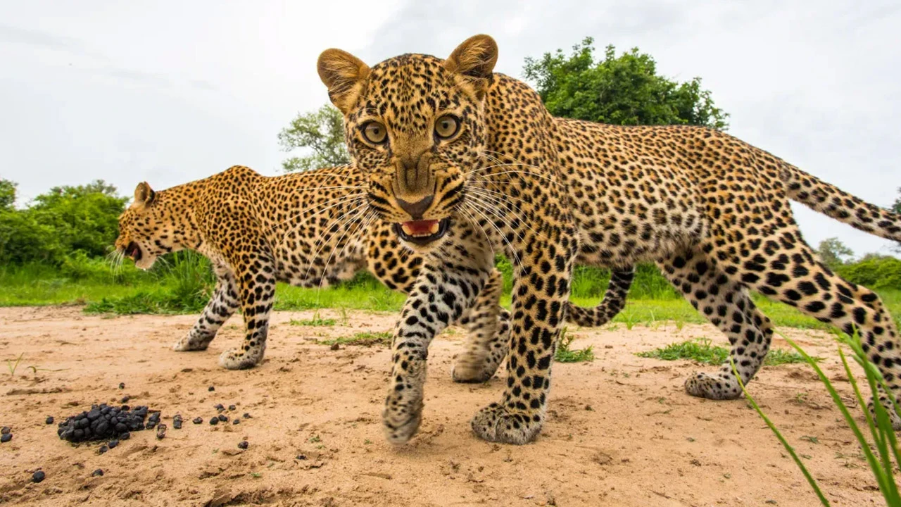 Yüzlerce çalışanın olduğu seti leopar bastı! Büyük panik anları