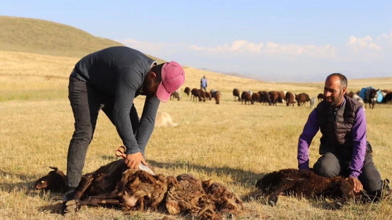 Et ve süt verimi artıyor! Yaylalarda koyun kırkma mesaisi başladı