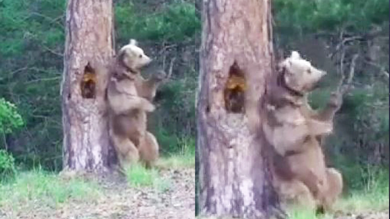 Ayının muhteşem dansı kamerada! Müdürlük 'kaşınma dansı' diye paylaştı
