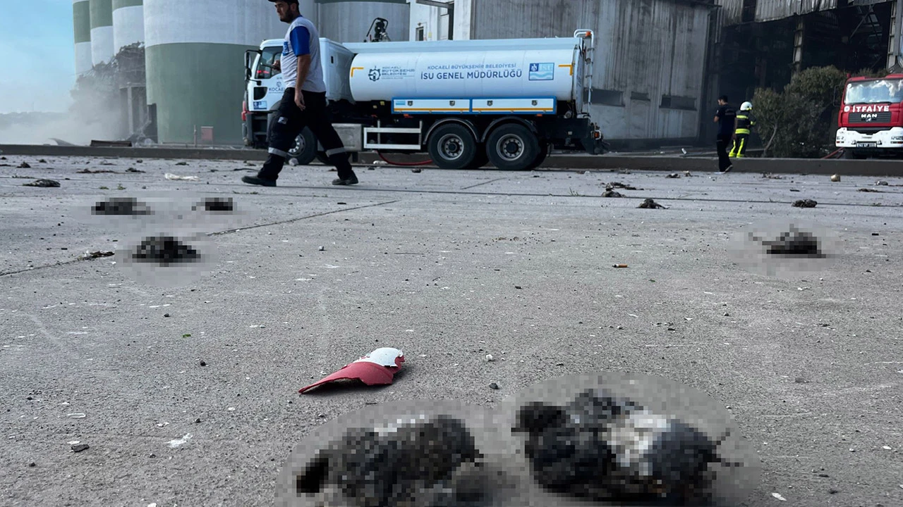 Kocaeli'deki patlamada acı görüntü: Kuşlar telef oldu