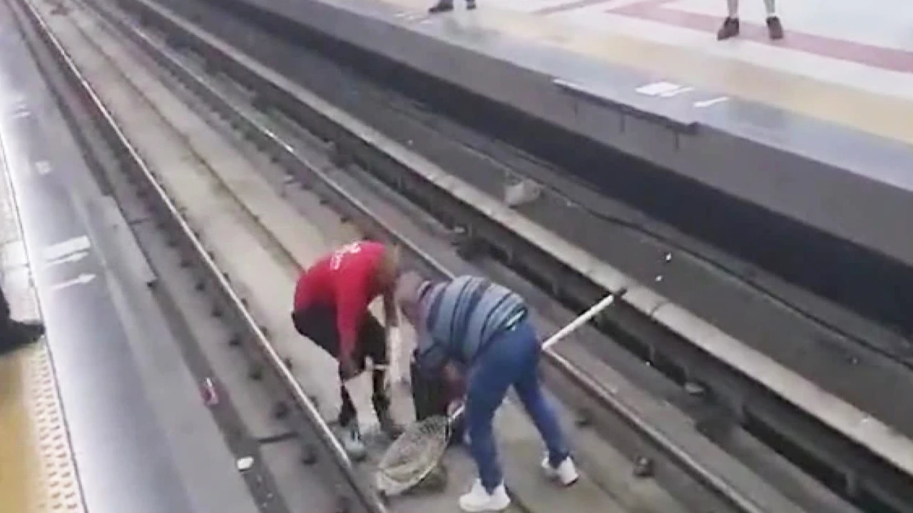Yaramaz kedi metroyu durdurdu, sağ salim kurtarıldı