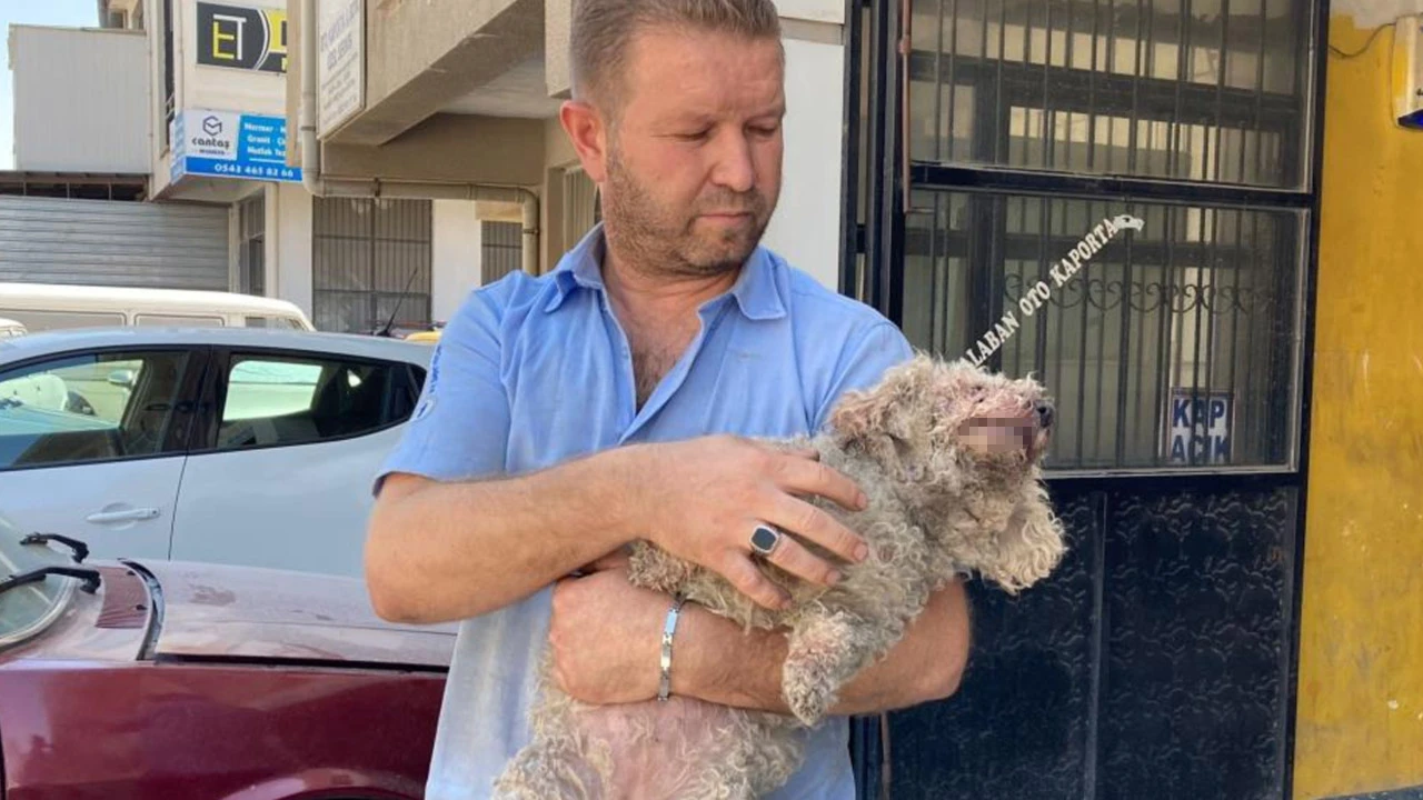 Ankara'da pitbull dehşet saçtı: Evcil hayvanın çenesini kopardı
