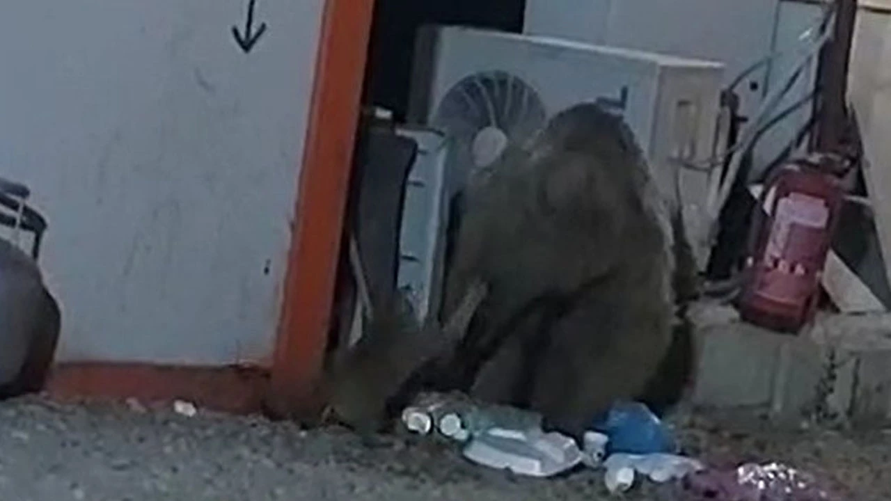 Kedinin ayıyla ekmek kavgası kamerada