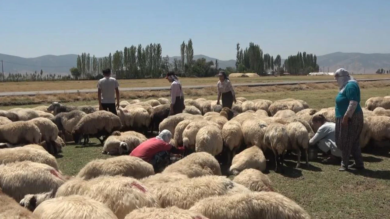 Hasat dönemi bitti yaylacılar ovaya döndü