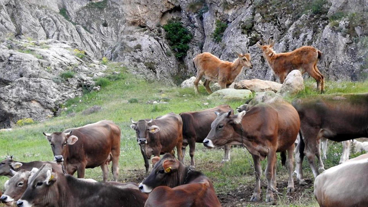 Munzur dağları renklendi! Dağ keçileriyle inek sürüsü görenlerin içini ısıttı