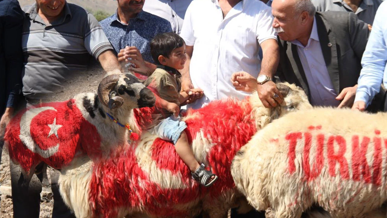 Süslü koçlar koyunların arasına bırakıldı!
