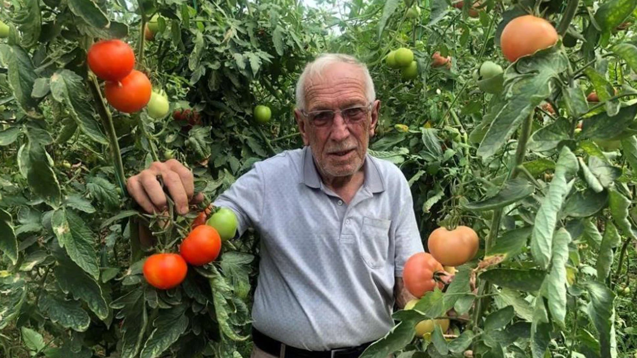 70 günde hasat! Seracıların yüzü devlet destekleriyle gülüyor