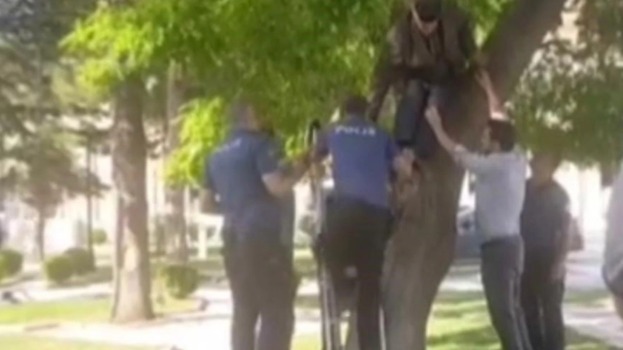 Maaşını alamadı, valilik önünde ağaca çıktı