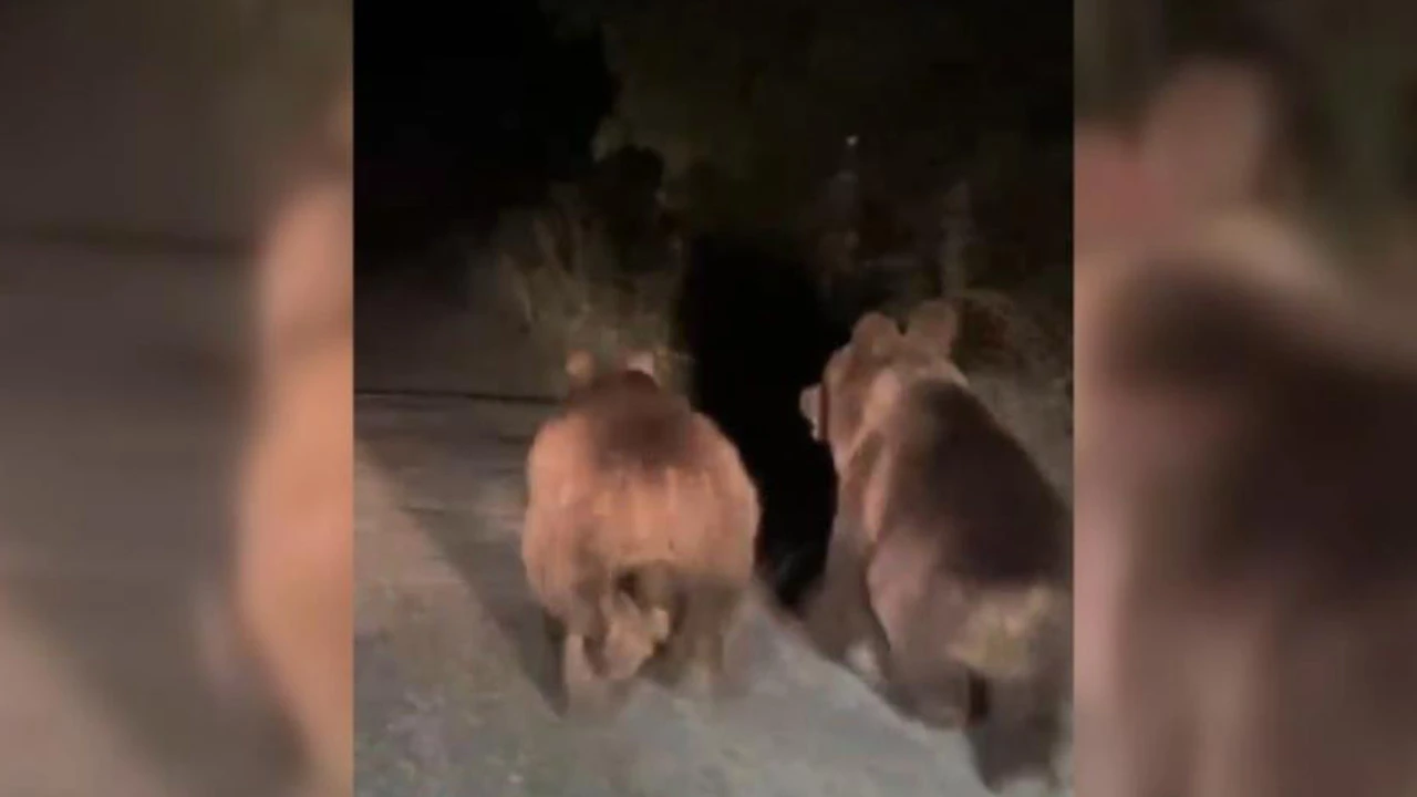 Erzincan'da iki boz ayı böyle görüntülendi!