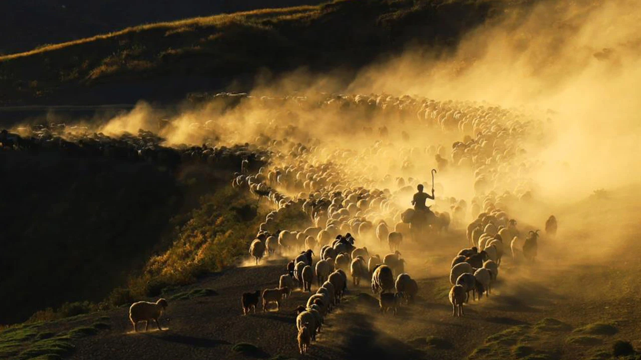 Fotoğrafçılar akın ediyor! Sürülerin tozlu yolculuğu görsel şölen sunuyor