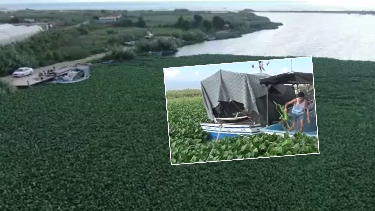 Boyutları 1 metreyi buldu! Su sümbülleri Asi Nehri’ni esir aldı: Balık ölümleri arttı
