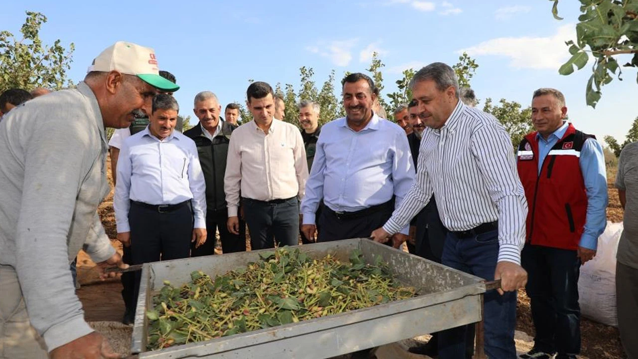 22 milyonu aşkın ağaçtan üretim yapılacak! Fıstığın başkentinde hasat heyecanı