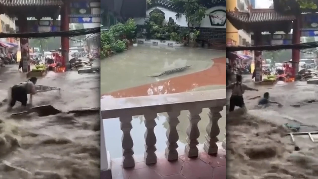 Çin'deki sel 70'ten fazla timsahı özgürleştirdi!