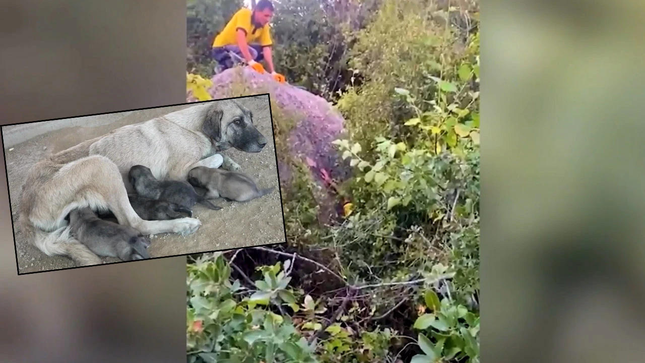 Uçurumda mahsur kalarak ölümden dönen köpek ve 5 yavrusu için ekipler seferber oldu