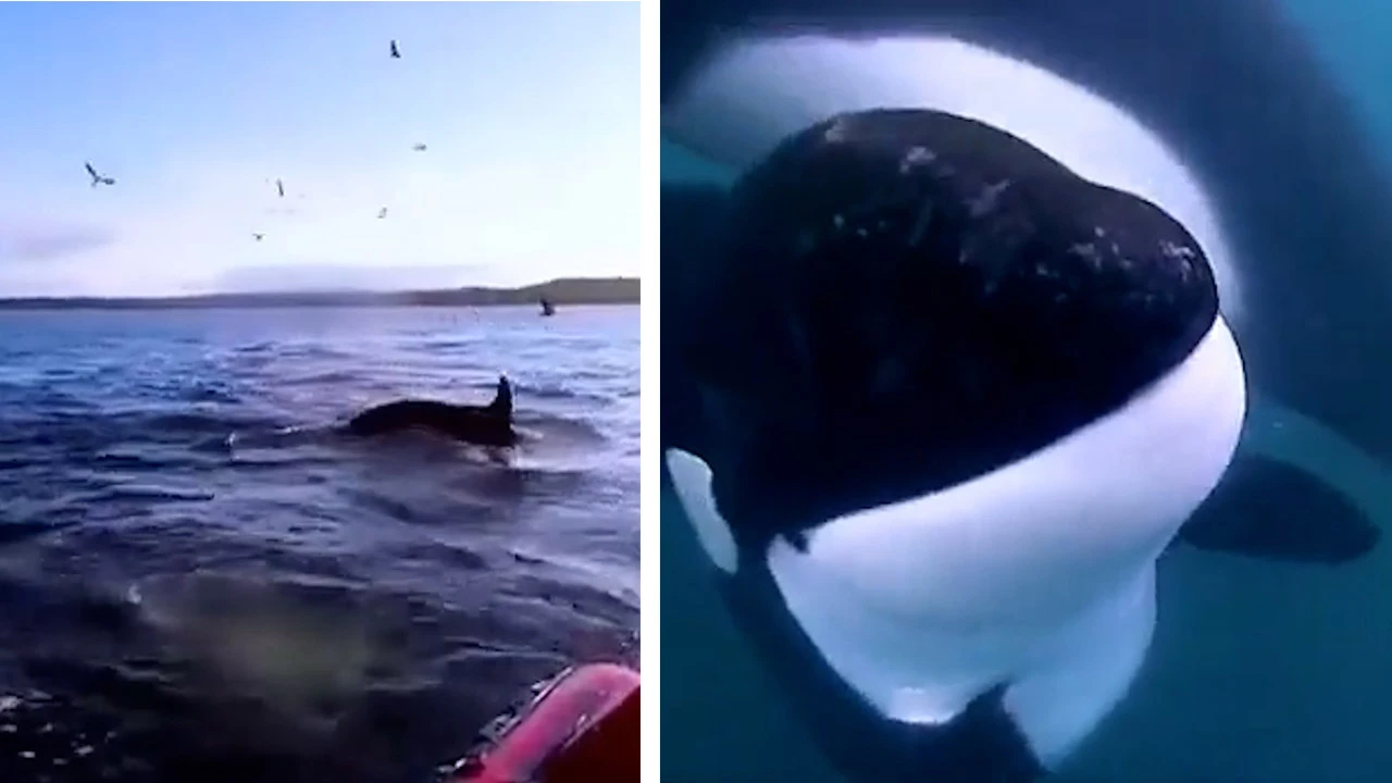 Yavru balinanın hareketlerine kimse anlam veremedi! Gerçek ortaya çıkınca şaşkına döndüler
