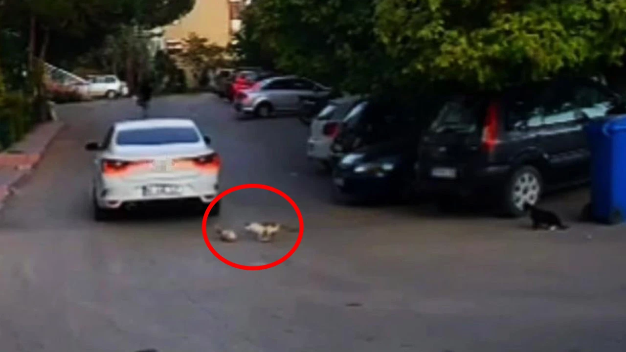 Sürücünün ezdiği kedinin yardımına diğer kediler koştu