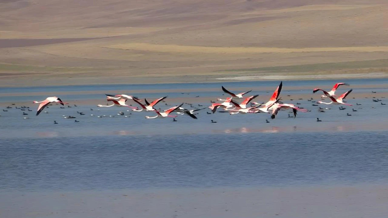 Afrika ülkelerine göçecekler! Flamingolar Erçek Gölü kıyısında görsel şölen