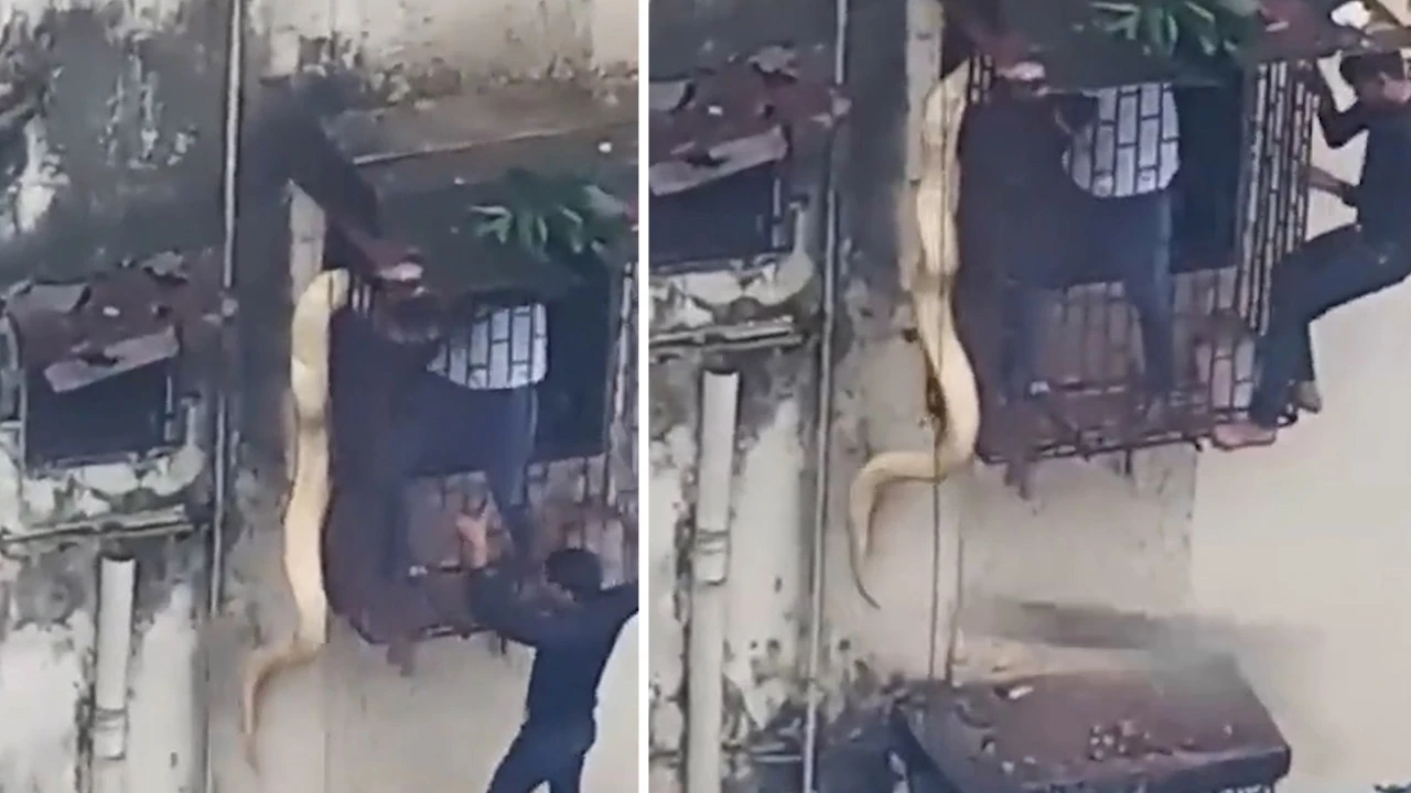 Dev piton korkuluklara sıkıştı! Kurtarma operasyonu şaşkına çevirdi