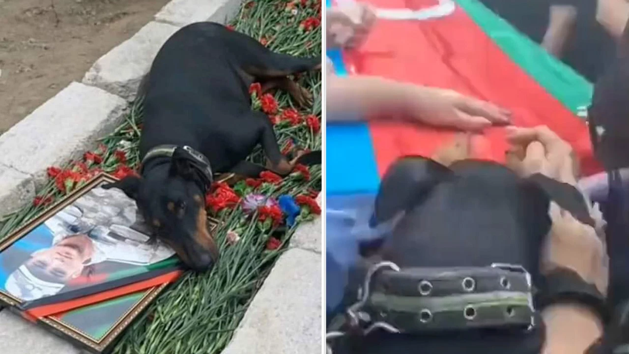 Azerbaycan şehidinin köpeği mezarından bir an olsun ayrılmıyor