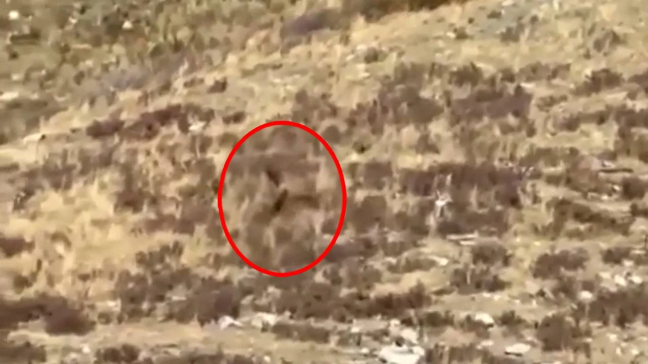 Mitolojik yaratık gerçek mi? Tesadüfen çekilen görüntüsü sosyal medyanın gündemine bomba gibi düştü