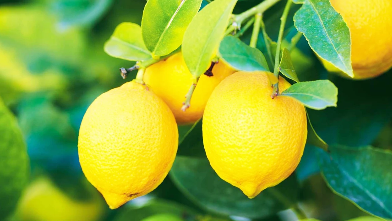 Limon marsafları kurtarmıyor,  çiftçinin beklentisi tarlada 15 lira olması