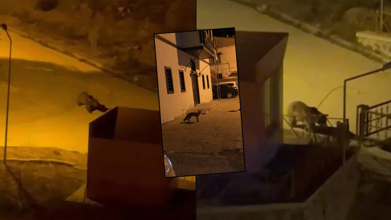 Saniye saniye görüntülendi! Üniversiteye ayı ve tilki girdi