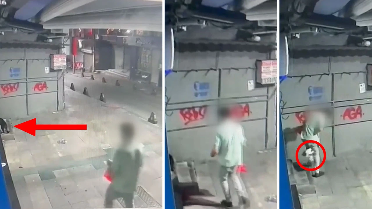 Poşete koyduğu kediyi tekmeleyerek öldüren 'cani' tutuklandı