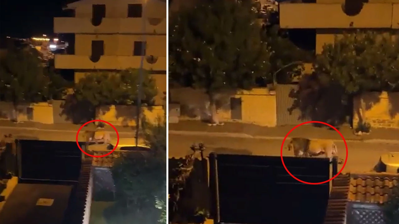Sirkten kaçan aslan İtalya sokaklarında paniğe yol açtı!