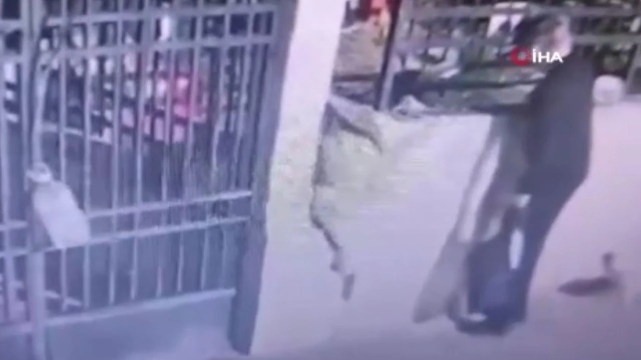 Kedileri çantasına koyup öldürmeye götürmüştü savunması pes dedirtti
