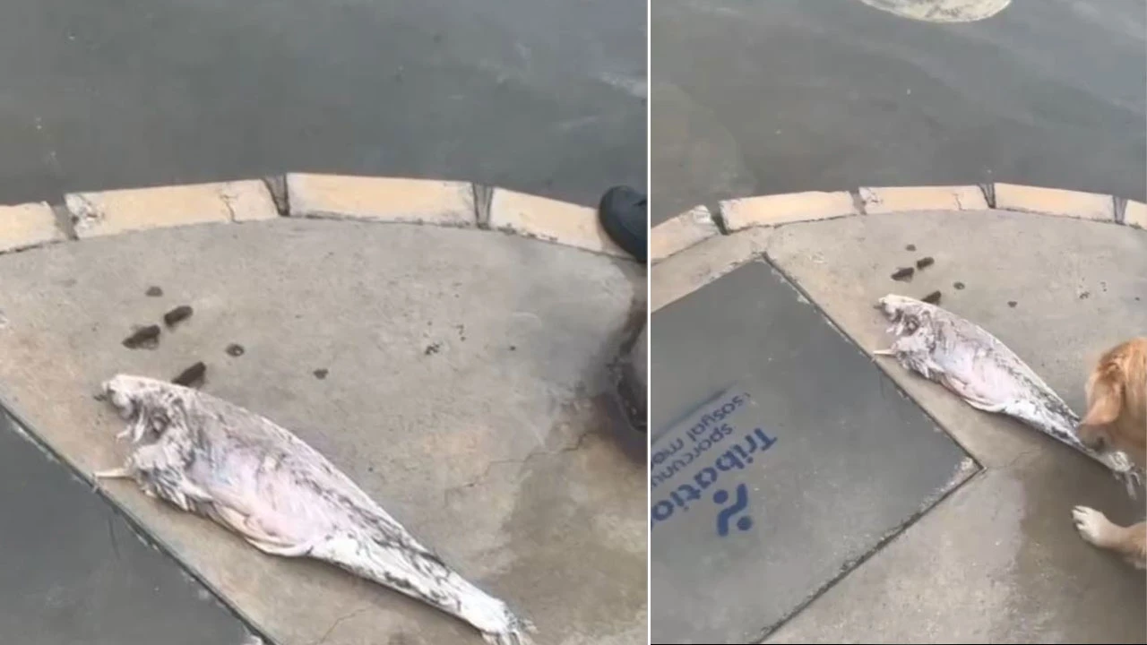 Alsancak'ta fırtına sonrası kaldırıma balık vurdu köpekler bayram etti