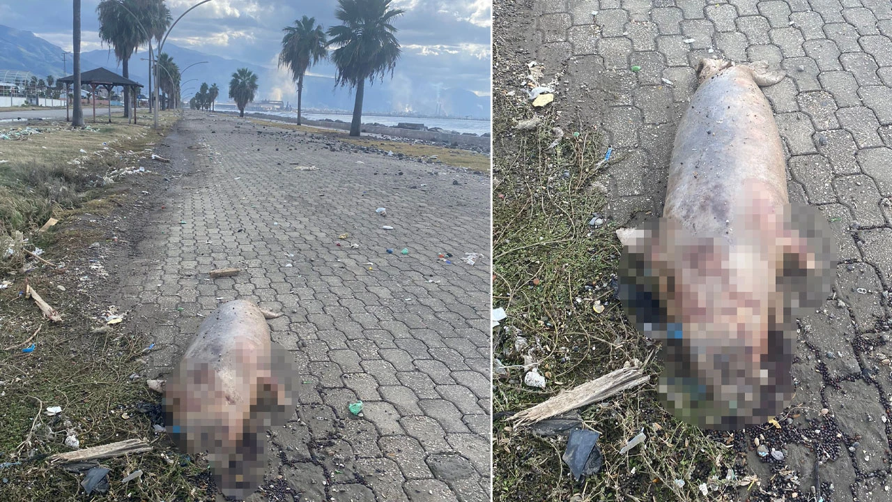 Fırtınada nesli tükenme tehlikesi altındaki Akdeniz Foku kıyıya vurdu