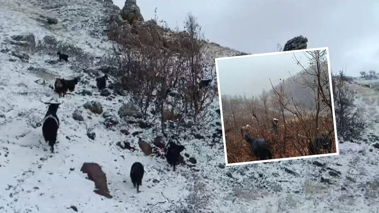 Muş’ta yağmur aniden kara dönüştü: Çoban ve hayvan sürüsü fırtınaya yakalandı