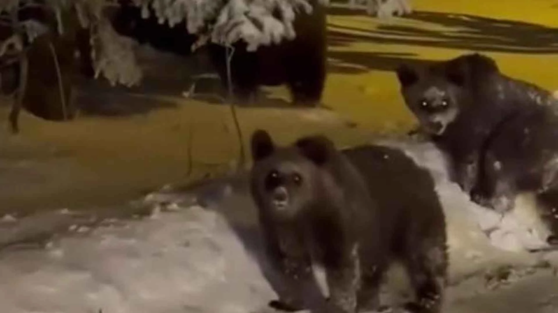 Ayı sesi çıkaran tatilci, anne ayıyı sinirlendirdi!