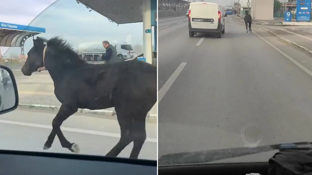 Faciadan dönüldü! Başıboş tay araçlarla yarışa girdi