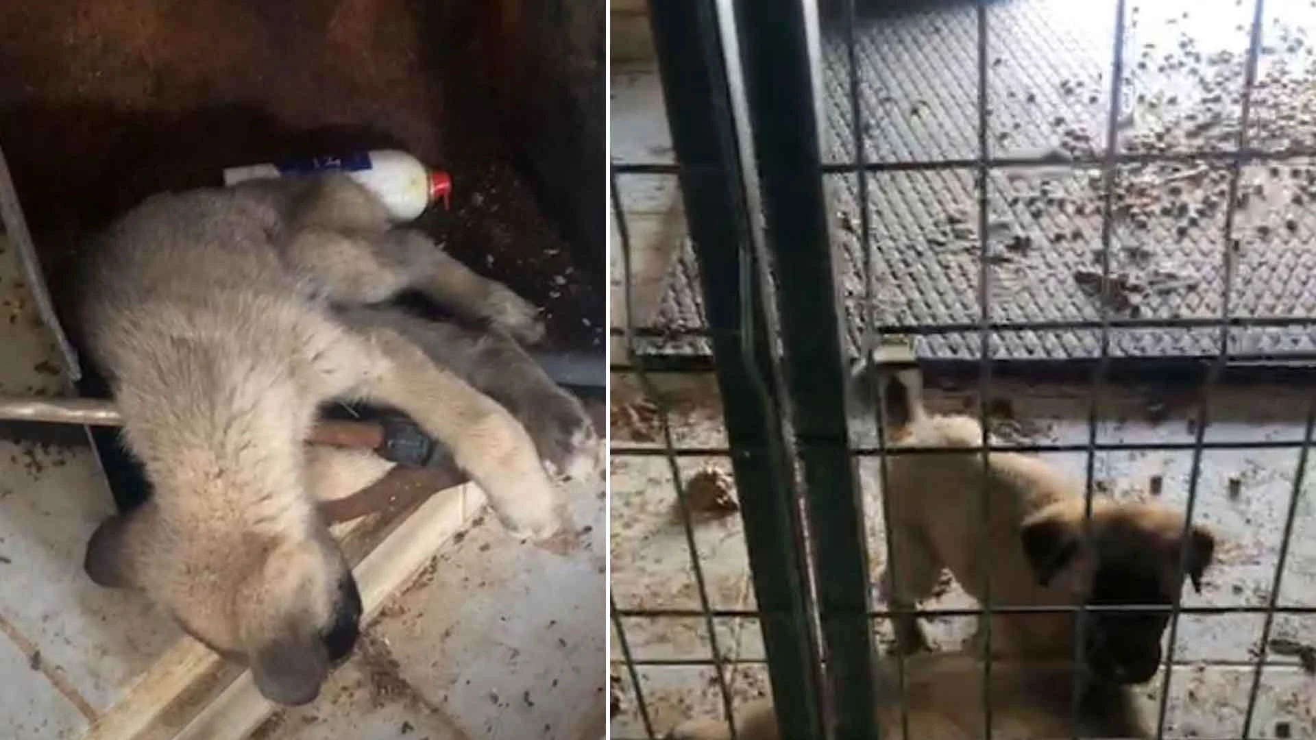 Barınakta dehşete düşüren görüntüler! Aç kalan köpekler, ölü köpekleri yedi